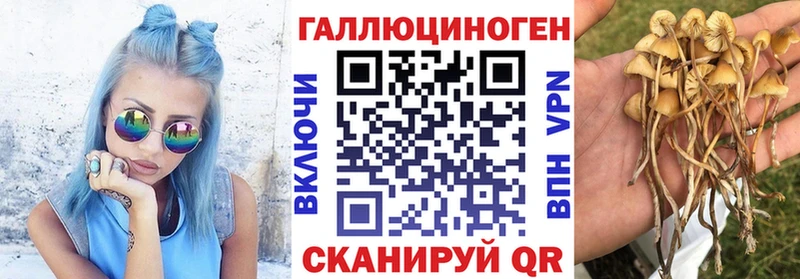 Псилоцибиновые грибы Cubensis  Щёлкино 